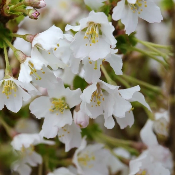 Prunus incisa 'Kojo-no-mai' 16.5L Std - image 3