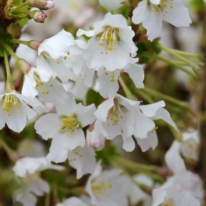 Prunus incisa 'Kojo-no-mai' 16.5L Std - image 3