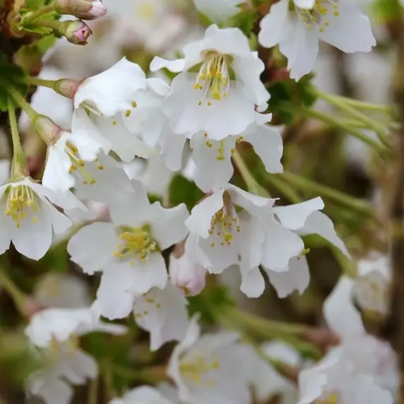 Prunus incisa 'Kojo-no-mai' 16.5L Standard - image 3