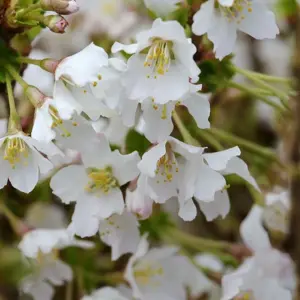 Prunus incisa 'Kojo-no-mai' 16.5L Standard - image 3