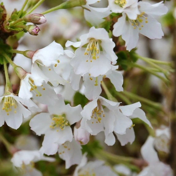 Prunus incisa 'Kojo-no-mai' 16.5L Standard - image 1