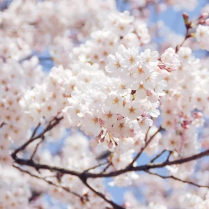 Prunus cerasus 'May Cloud'