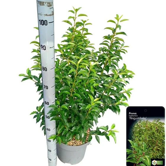 Prunus lusitanica 'Myrtifolia' 11L - image 1