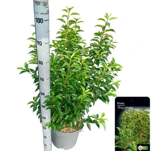 Prunus lusitanica 'Myrtifolia' 11L - image 1