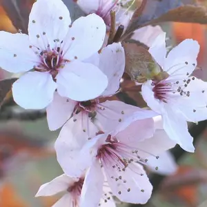 Prunus cerasifera var. pissardii 'Nigra'
