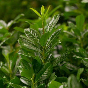 Prunus laurocerasus 'Novita' 25L - image 3