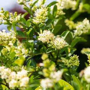 Prunus laurocerasus 'Novita' 25L - image 2