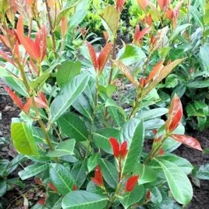 Image Credit: van Vliet New Plants