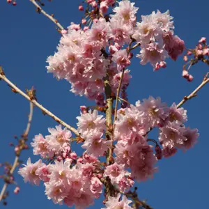 Picture credit - Frank P Matthews