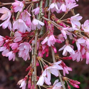 Picture - Minier Nurseries