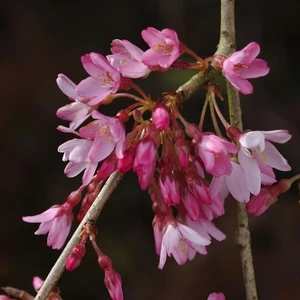 Picture - Minier Nurseries