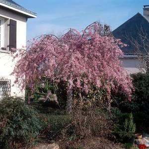 Picture - Minier Nurseries
