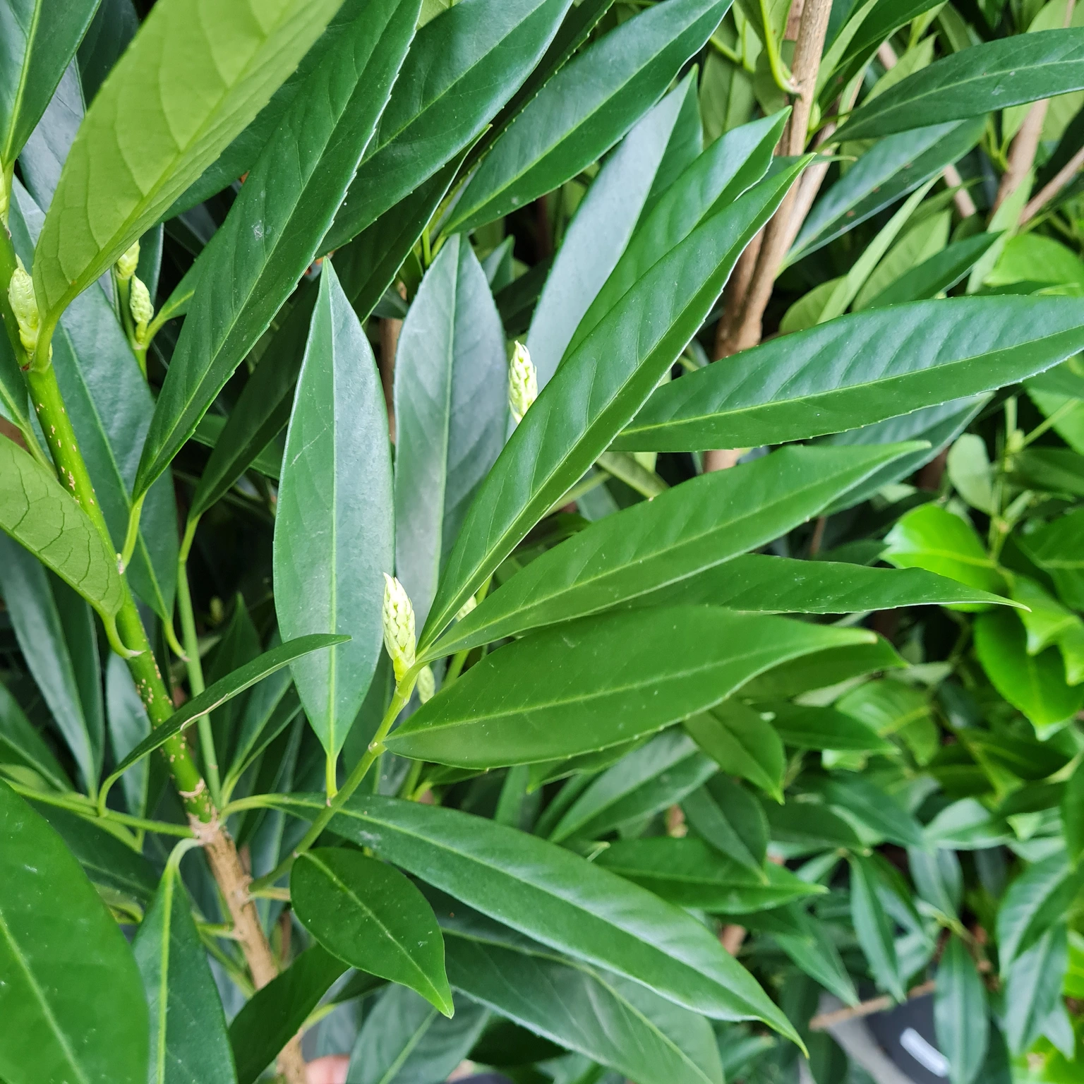 Prunus laurocerasus 'Renault Ace' 25L - Cowell's Garden Centre | Woolsington