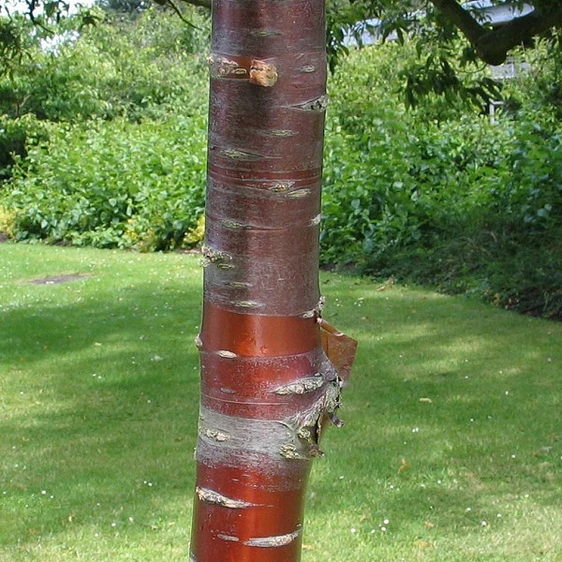 Picture - Yorkshire Plants