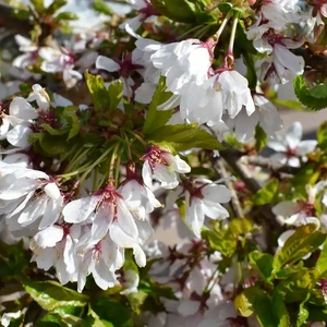 Prunus 'Snow Showers' 12L