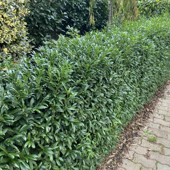 Picture - Genesis Plant Marketing