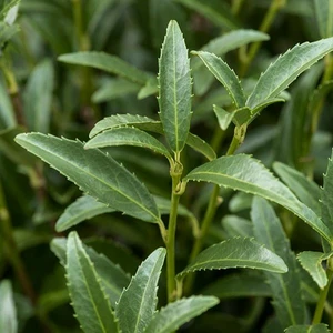 Picture - Minier Nurseries