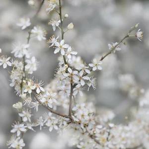 Prunus spinosa - image 1