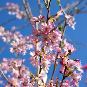 Prunus pendula 'Stellata'