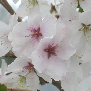 Prunus incisa 'The Bride' - Top Worked