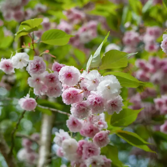 Prunus triloba - image 1