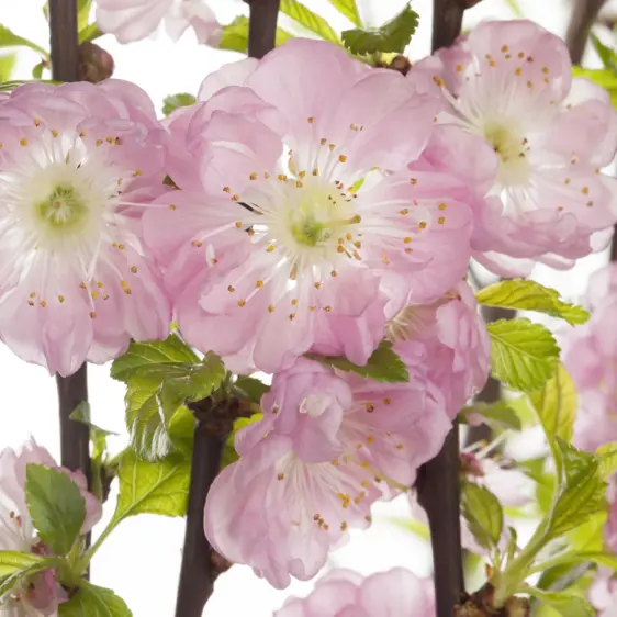 Prunus triloba - image 2