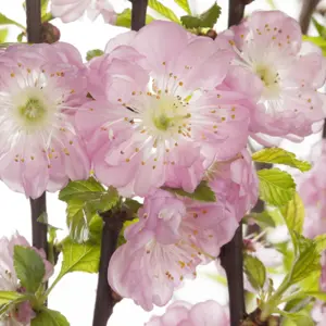 Prunus triloba - image 2