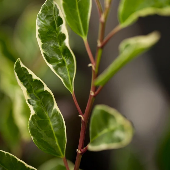 Prunus lusitanica 'Variegata' 4L - image 2