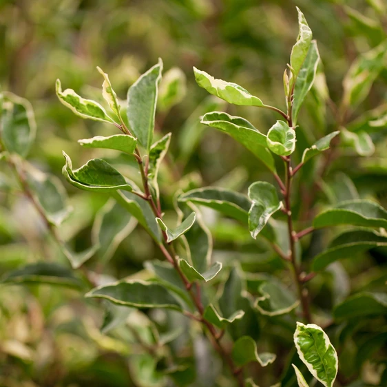 Prunus lusitanica 'Variegata' 12L - image 1