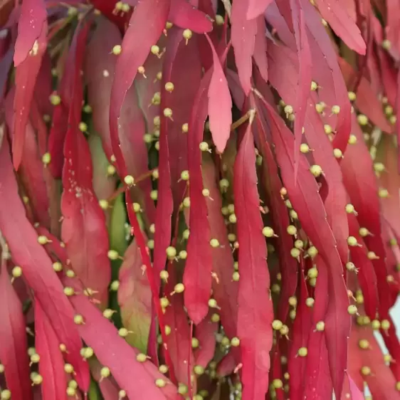 Pseudorhipsalis ramulosa 'Red Coral' 21cm Hanging Pot - image 1