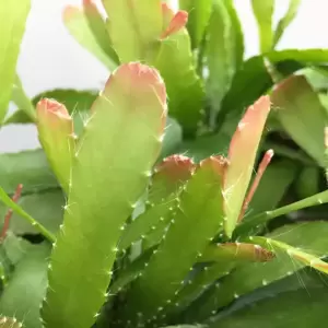 Pseudorhipsalis ramulosa 'Red Coral' 12cm