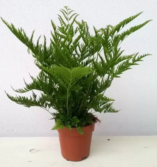 Pteris straminea