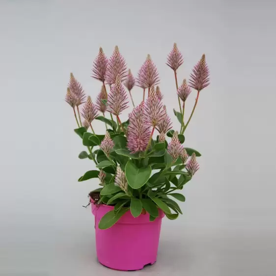 Ptilotus exaltatus 'Joey' - image 1