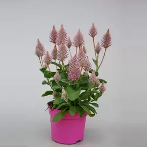Ptilotus exaltatus 'Joey' - image 1