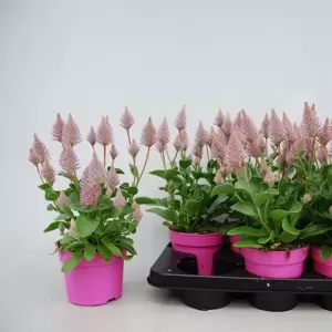 Ptilotus exaltatus 'Joey' - image 2