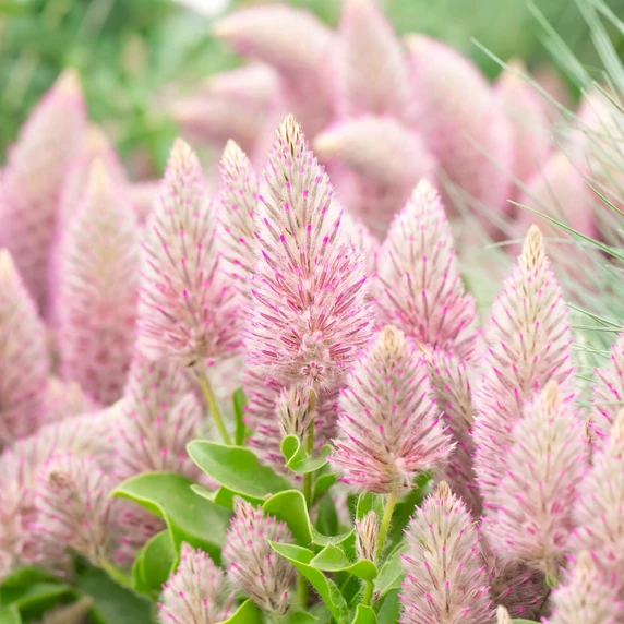 Ptilotus exaltatus 'Joey' - image 1