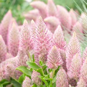 Ptilotus exaltatus 'Joey' - image 1