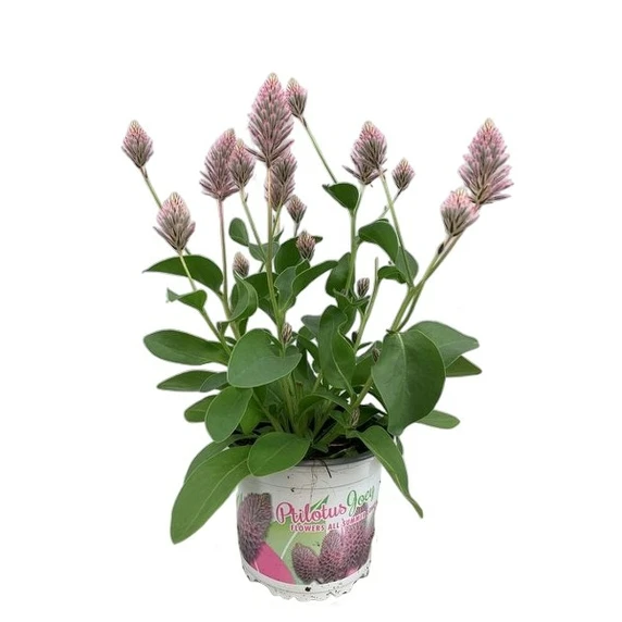 Ptilotus exaltatus 'Joey' - image 2