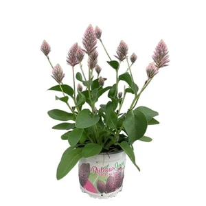 Ptilotus exaltatus 'Joey' - image 2