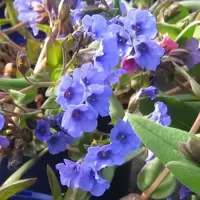 Pulmonaria
