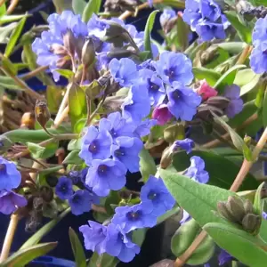 Pulmonaria 'Blue Ensign' 1L - image 1