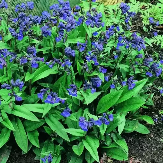 Pulmonaria 'Blue Ensign' 1L - image 2