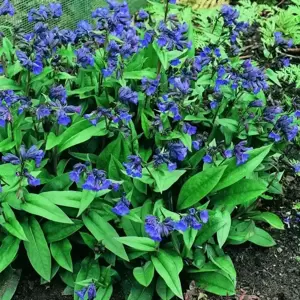 Pulmonaria 'Blue Ensign' 1L - image 2