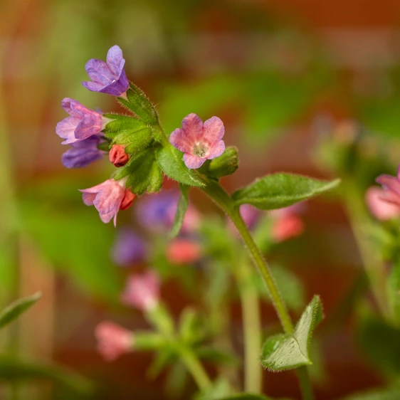 Pulmonaria saccharata 'Majeste' 3L