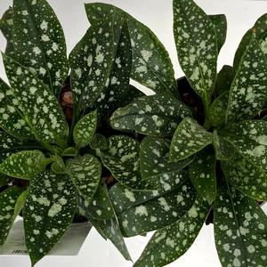 Pulmonaria 'Miss Elly' - image 2