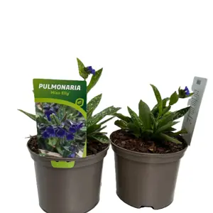 Pulmonaria 'Miss Elly' - image 3