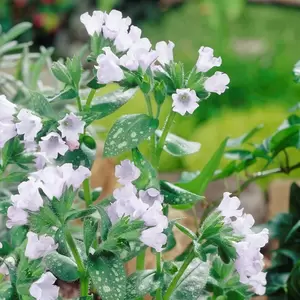Pulmonaria longifolia 'Opal' 1L