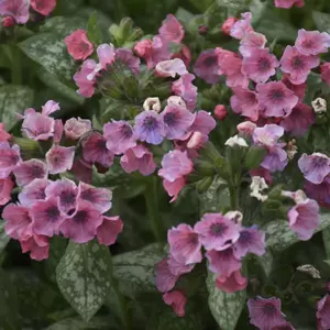 Pulmonaria longifolia 'Pretty In Pink' 1L