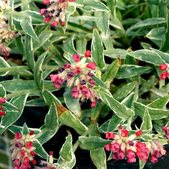 Photo(s) courtesy of TERRA NOVA® Nurseries, Inc. www.terranovanurseries.com