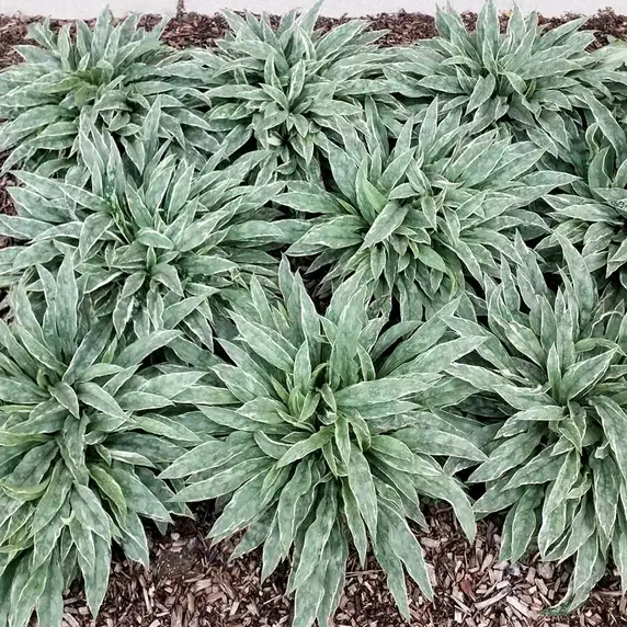 Photo(s) courtesy of TERRA NOVA® Nurseries, Inc. www.terranovanurseries.com